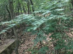 景点-紫金山山顶公园