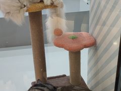 -糯米喵星人·撸猫猫舍咖啡馆(西市场嘉华店)