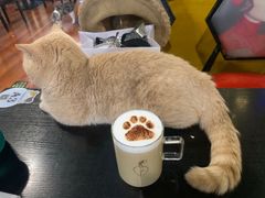 -猫小院猫主题咖啡厅(北锣店)