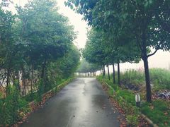 -紫颐香薰山谷景区