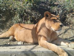 -栾川竹海野生动物园