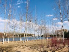 -大兴滨河森林公园