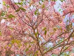 -白石龙音乐公园