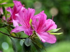 -江西阳明山国家森林公园