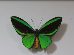 -上海昆虫博物馆