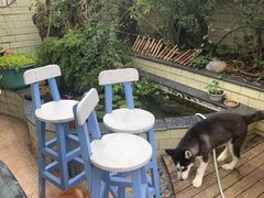 -喜柴咖啡·柴犬狗咖