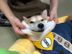 -逗柴咖啡屋·狗咖猫咖宠物桌游