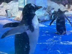 -芜湖新华联大白鲸海洋公园