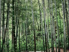 -青龙山国家森林公园