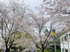 -武汉大学-樱园