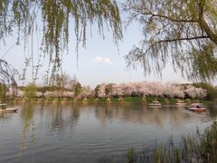 -顾村公园