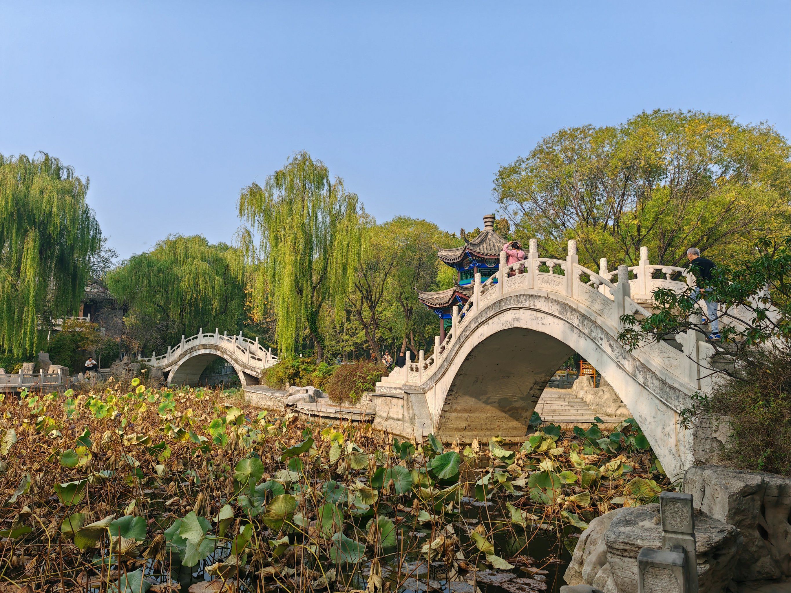 秋天的西沽公园挺好