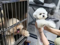 -帕帕拉兹宠物(亚洲旗舰店)