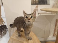-楼上猫咖(罗湖店)