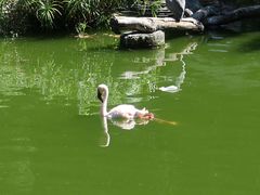 -九龙公园
