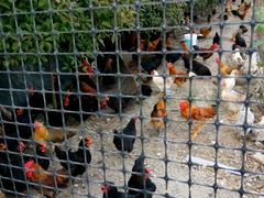 -同銮特种养殖场·龙虾垂钓