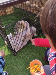 -萌宠亲子动物乐园(槐房万达店)