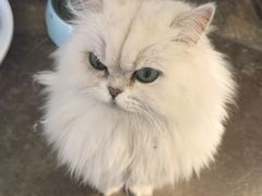 -喵屿·大理花园猫咖