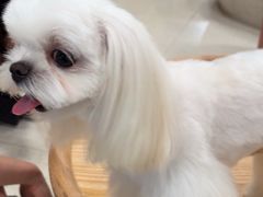 -帕帕拉兹宠物(亚洲旗舰店)