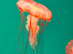 -海合安青岛极地海洋公园