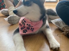 -Husky Go! 哈士奇体验馆·宠物咖啡厅狗咖