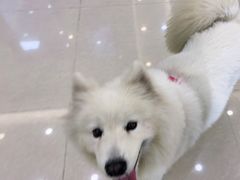 -瑞鹏宠物医院·骨科·猫科·内科(第一中心)