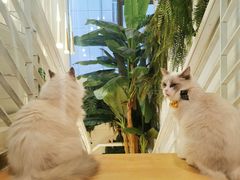 -喵喵咪呀布偶猫咖(春熙路店)