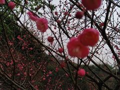 -重庆彩云湖湿地公园