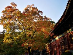 -香山公园