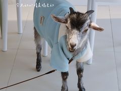 -怪兽屋·羊驼·猫咖·狗咖(俊华广场店)