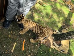 -西霞口神雕山野生动物世界