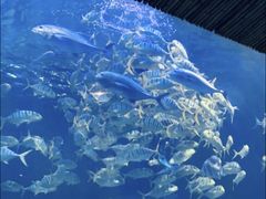 -华夏文旅海洋公园