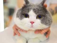 -momokira米努特·德文卷毛猫·棉花面纱犬