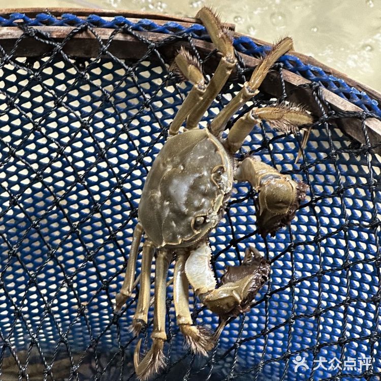 邓仙蟹舫|他家的阳澄湖大闸蟹我可以吃78910次!