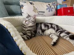 -lincat·猫舍(广州店)