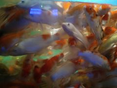 -石家庄海洋公园