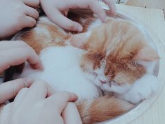-飞行喵MR PILOT|猫舍·猫咖(静安大融城店)