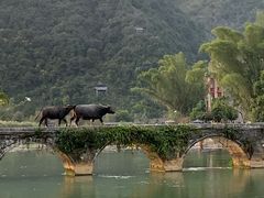 -靖西鹅泉风景区