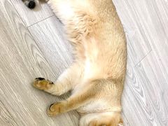 -东方名猫馆·英短金渐层布偶猫舍(环线广场1号楼店)