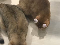 -momokira米努特·德文卷毛猫·棉花面纱犬