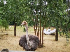 -大连森林动物园