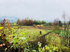 -塔川景区