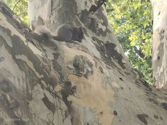 -西湖游船
