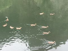 -白河湾生态旅游一条川