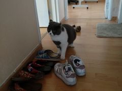 -猫音日语留学培训