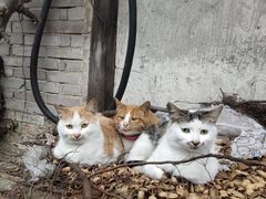 -疯狂屋