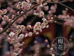 -青羊宫