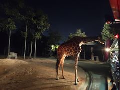 -清迈夜间动物园