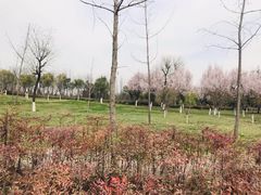 -洨河生态公园