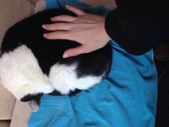 -Anne猫窝咖啡屋